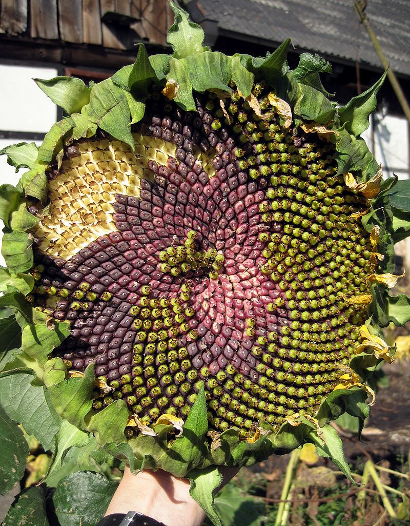 fibonacci bis